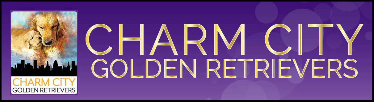 Charm City Golden Retrievers