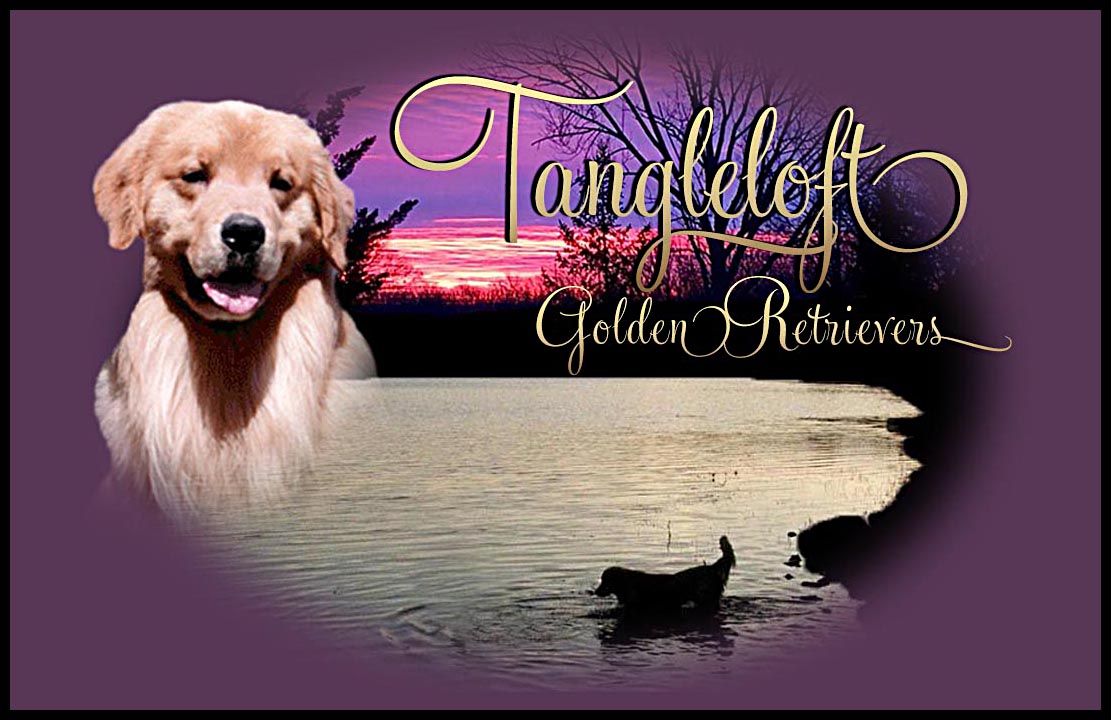 kjen web design client tangleloft goldens in massachussets